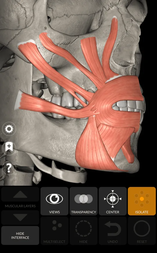 Multiselect in Anatomy 3D Atlas, screen 2 of 2