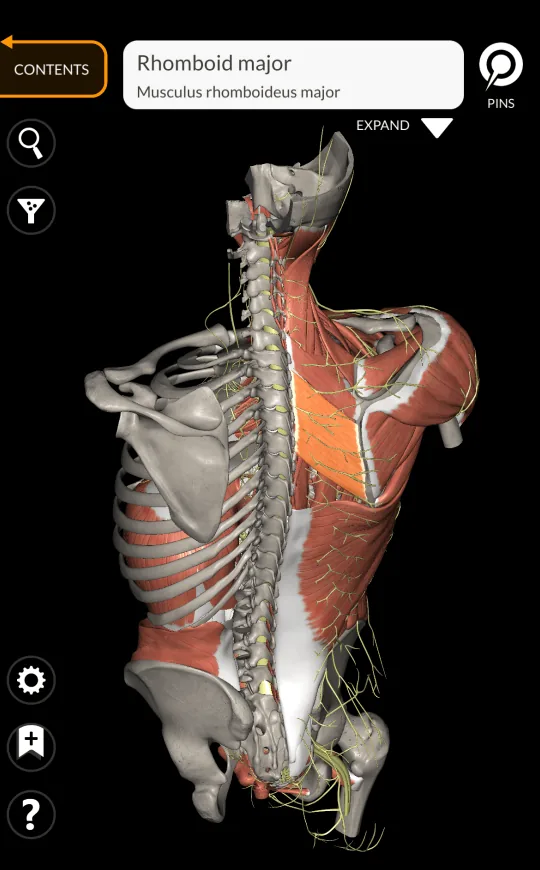 Muscle description in Anatomy 3D Atlas, screen 1 of 2