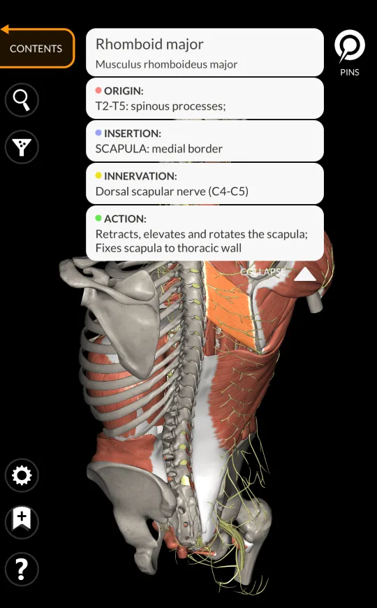Muscle description in Anatomy 3D Atlas, screen 2 of 2