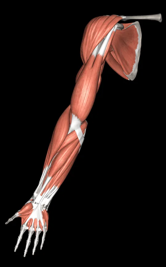 Muscle layers in Anatomy 3D Atlas, screen 1 of 4
