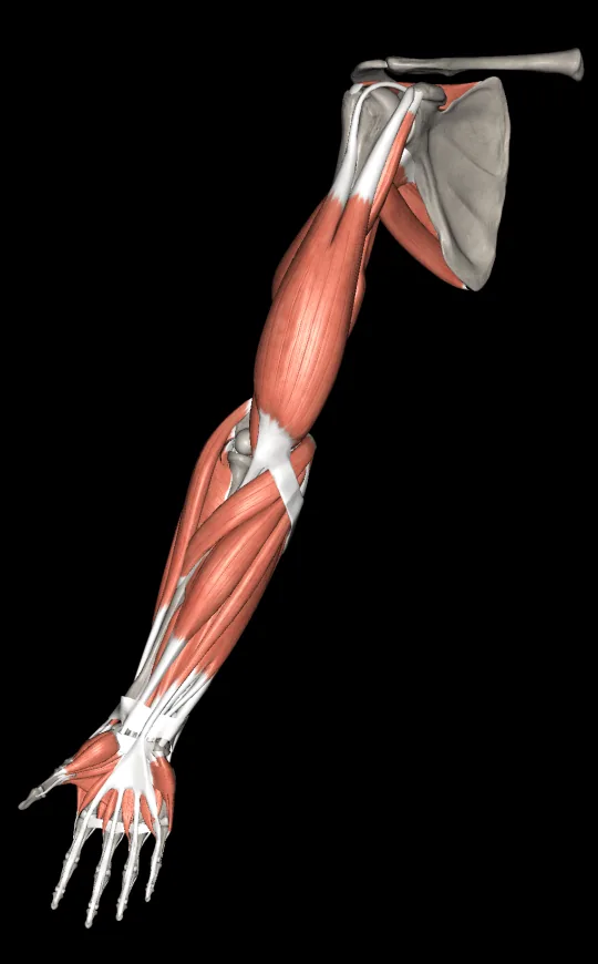 Muscle layers in Anatomy 3D Atlas, screen 2 of 4