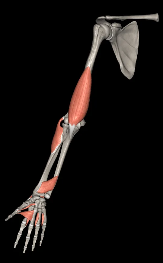 Muscle layers in Anatomy 3D Atlas, screen 3 of 4
