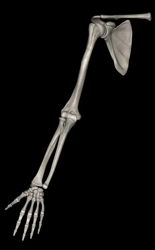 Muscle layers in Anatomy 3D Atlas, screen 4 of 4