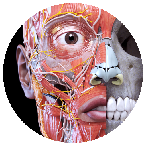 anatomy-3d-atlas