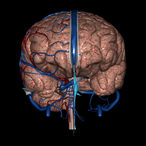 Brain (Arteries and Veins), anterior view