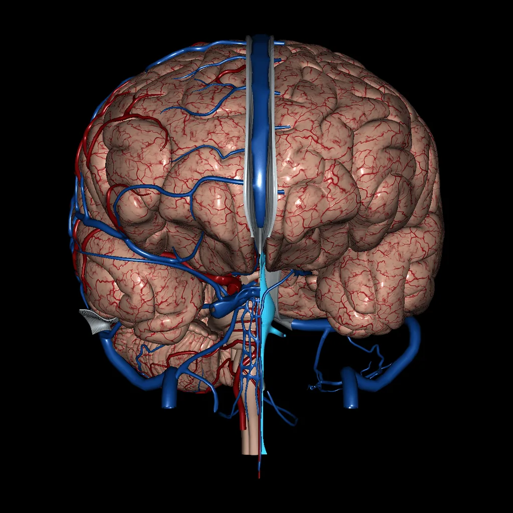 Brain (Arteries and Veins), anterior view