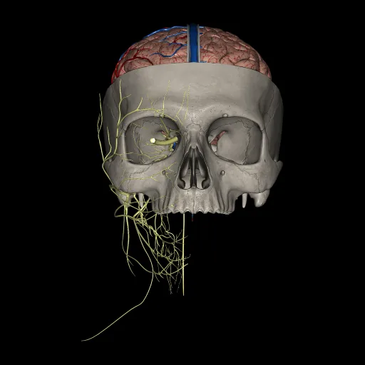 Brain (Brain and skull section), anterior view