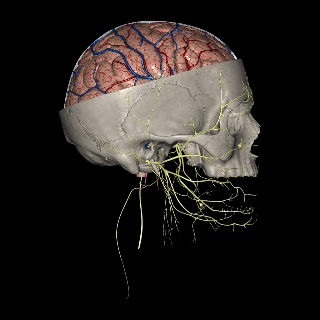 Brain (Brain and skull section), lateral view