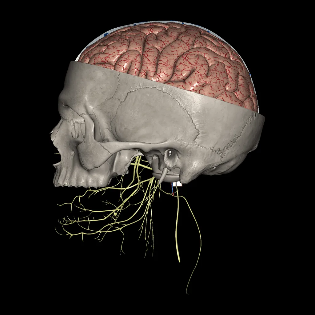 Brain (Brain and skull section), medial view