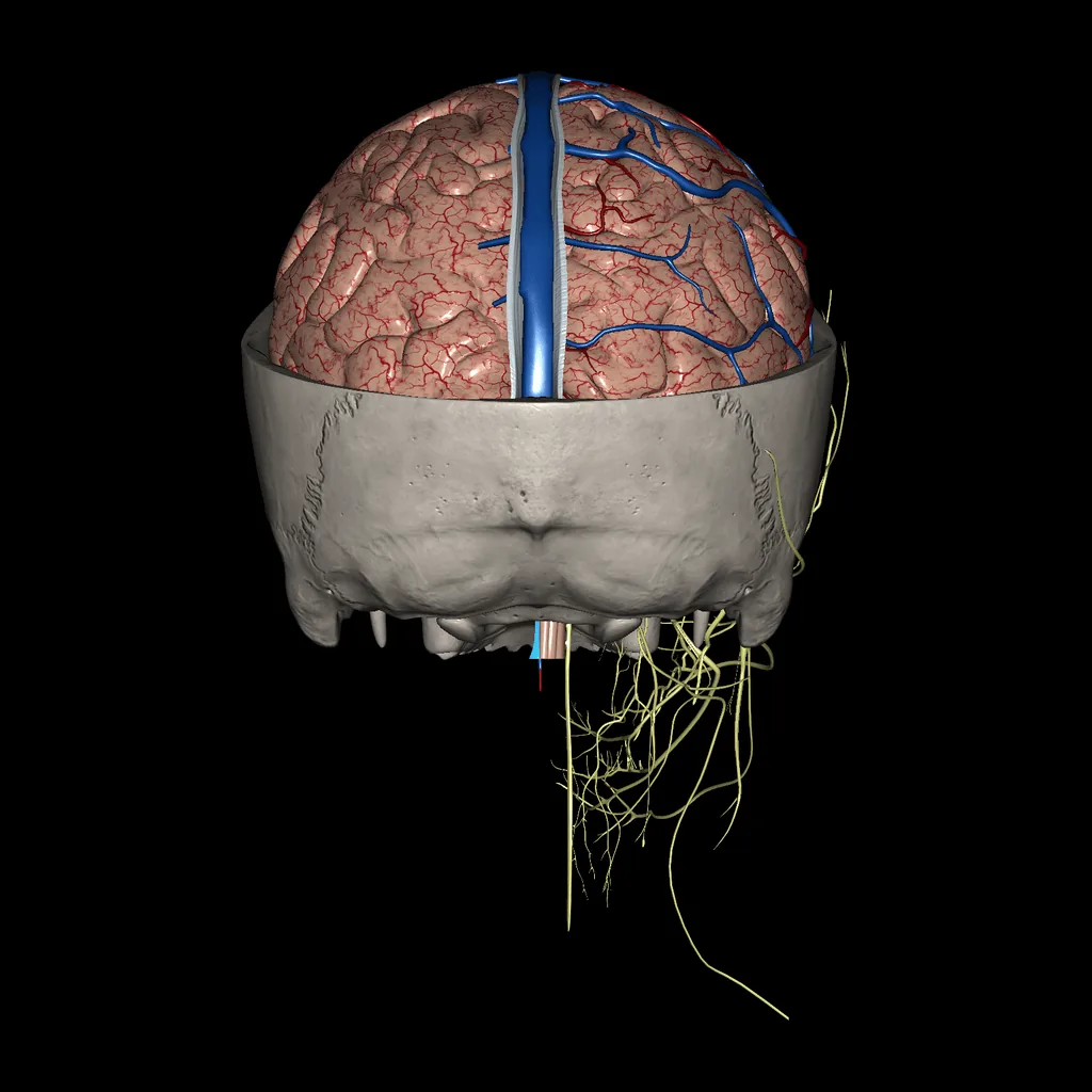 Brain (Brain and skull section), posterior view