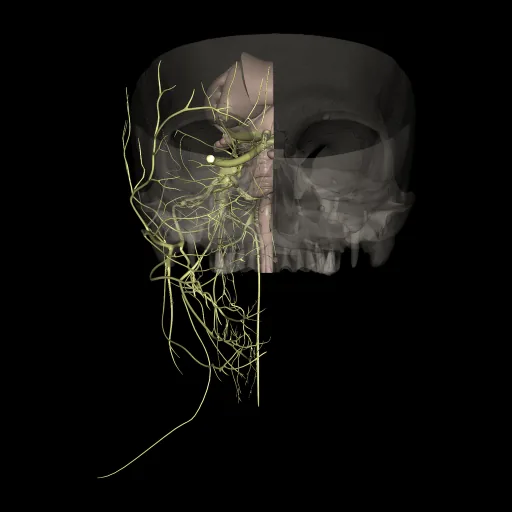 Brain (Cranial nerves), anterior view