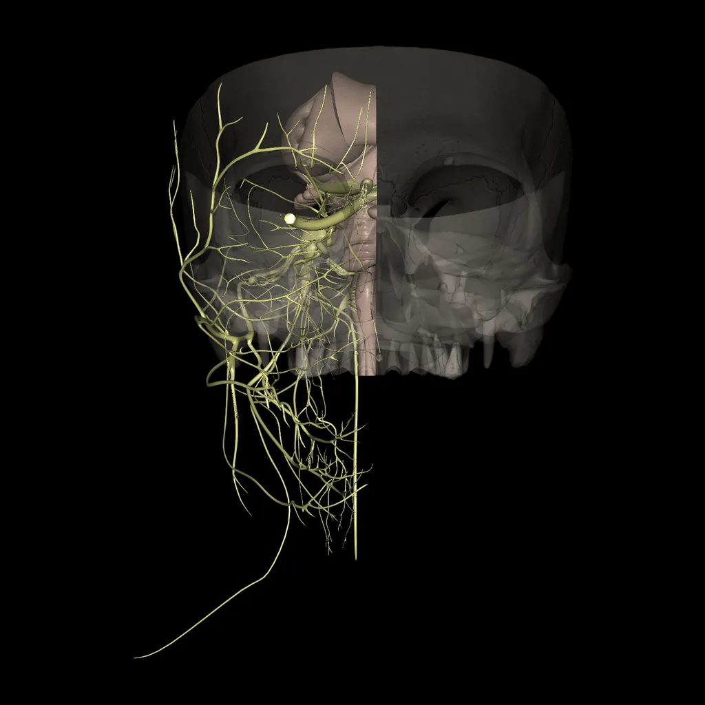 Brain (Cranial nerves), anterior view