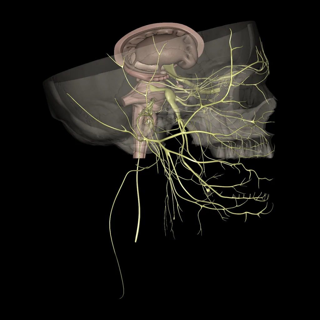 Brain (Cranial nerves), lateral view