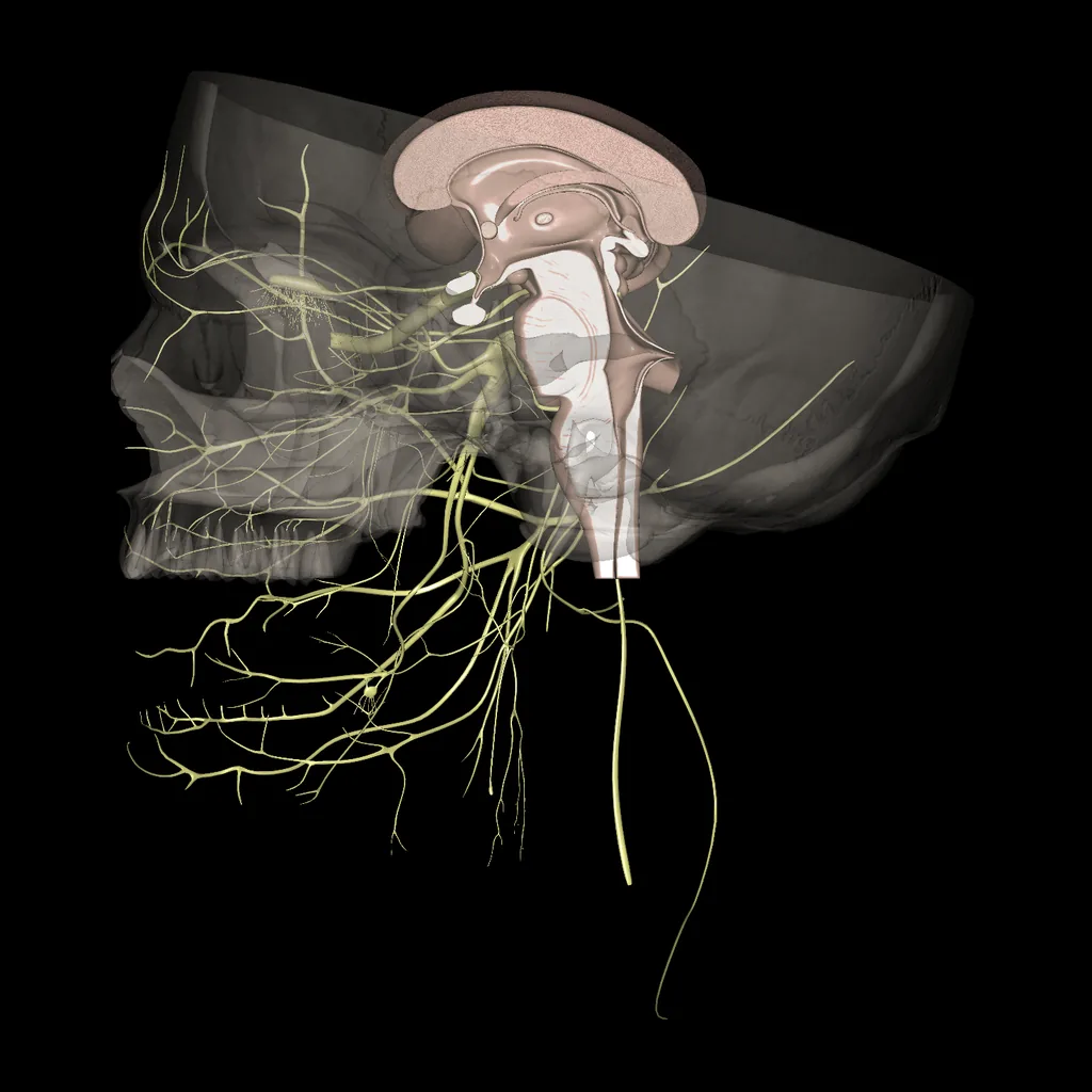 Brain (Cranial nerves), medial view