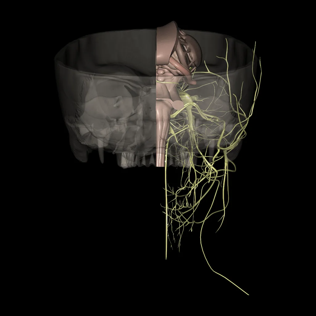 Brain (Cranial nerves), posterior view