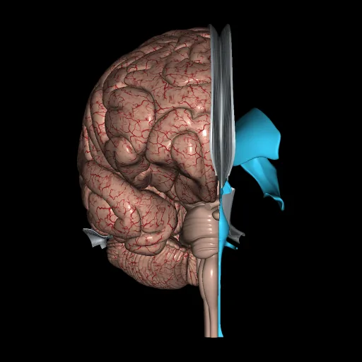 Brain (Isolated), anterior view