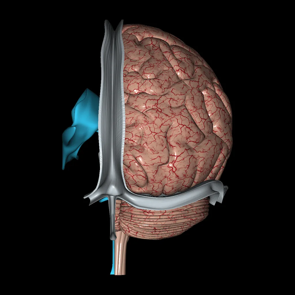 Brain (Isolated), posterior view