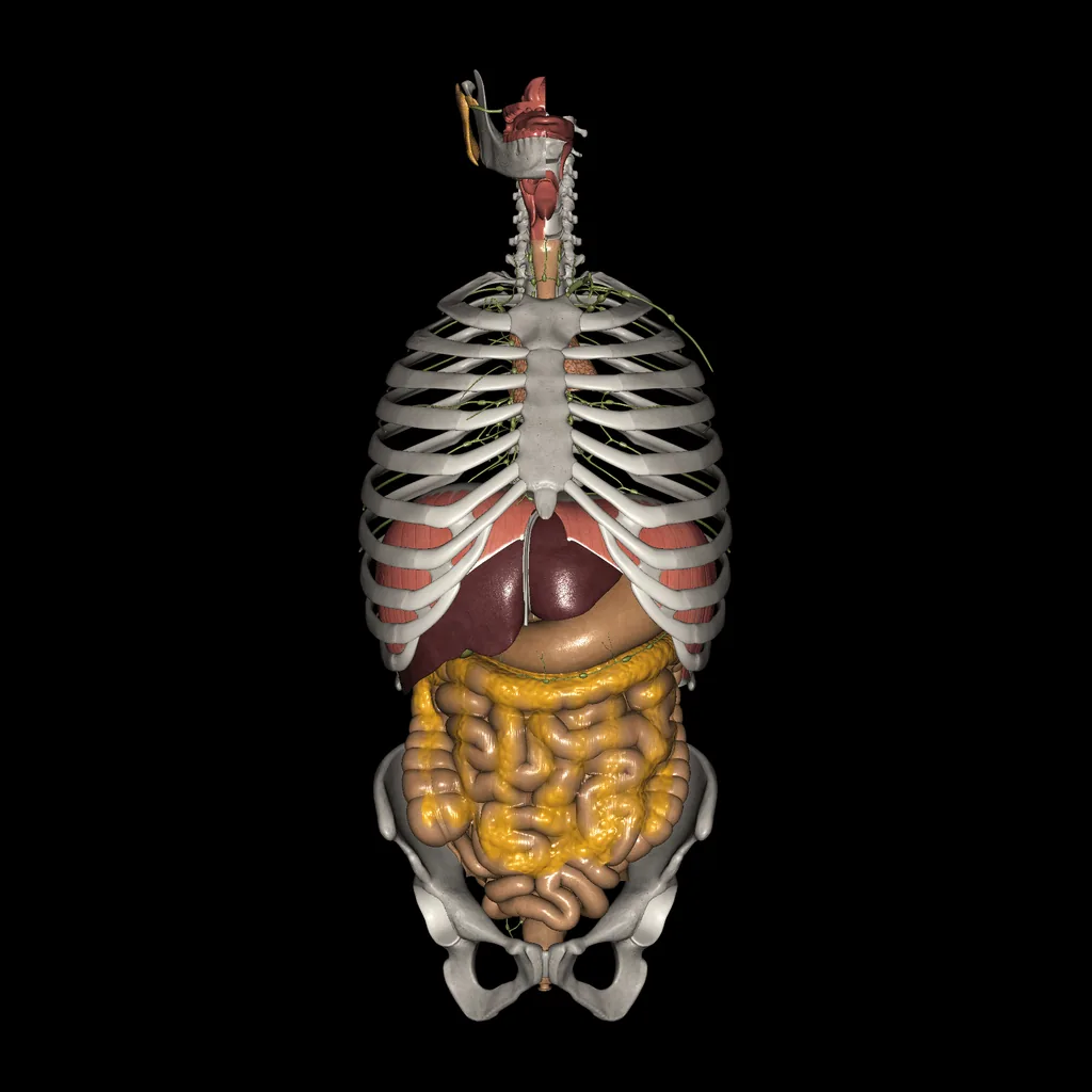 Digestive system, anterior view
