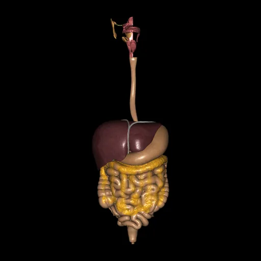 Digestive system (Isolated), anterior view