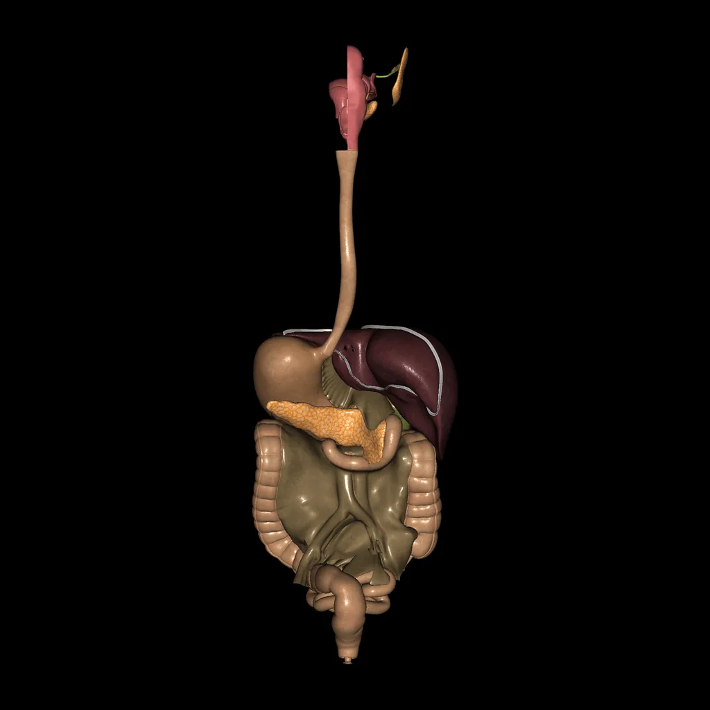 Digestive system (Isolated), posterior view