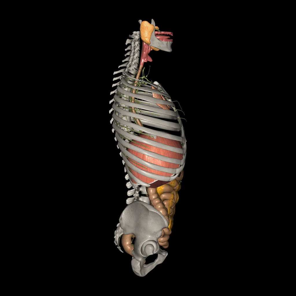 Digestive system, lateral view