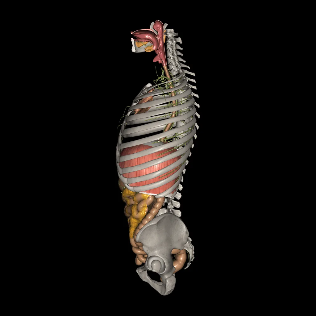 Digestive system, medial view