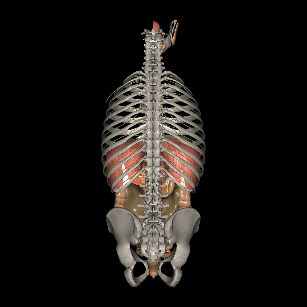 Digestive system, posterior view
