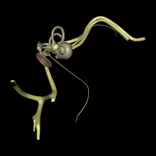 Ear, anterior view