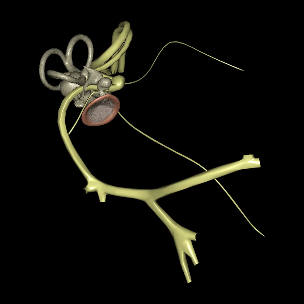 Ear, lateral view