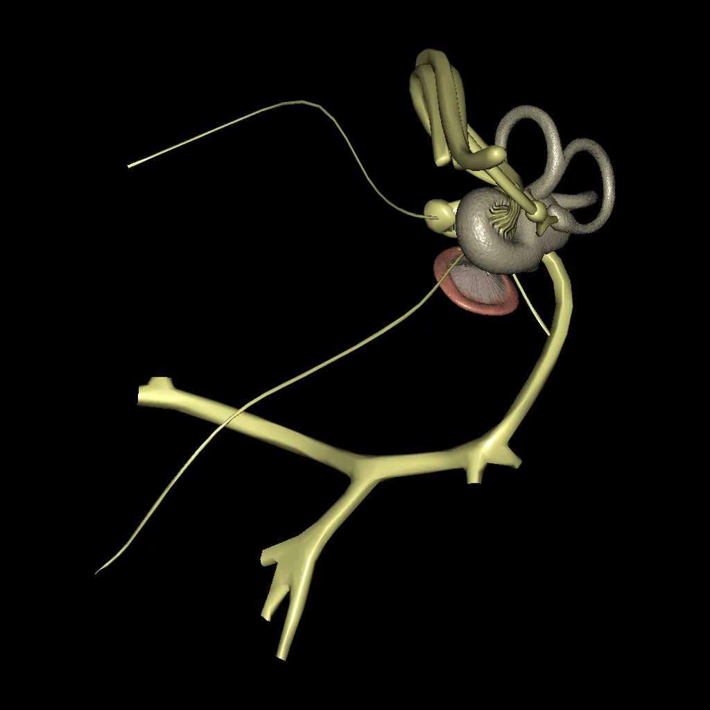 Ear, medial view