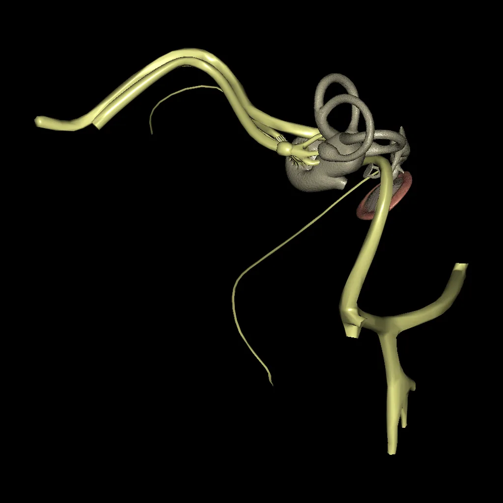 Ear, posterior view