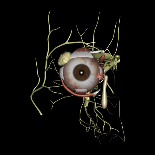 Eye, anterior view