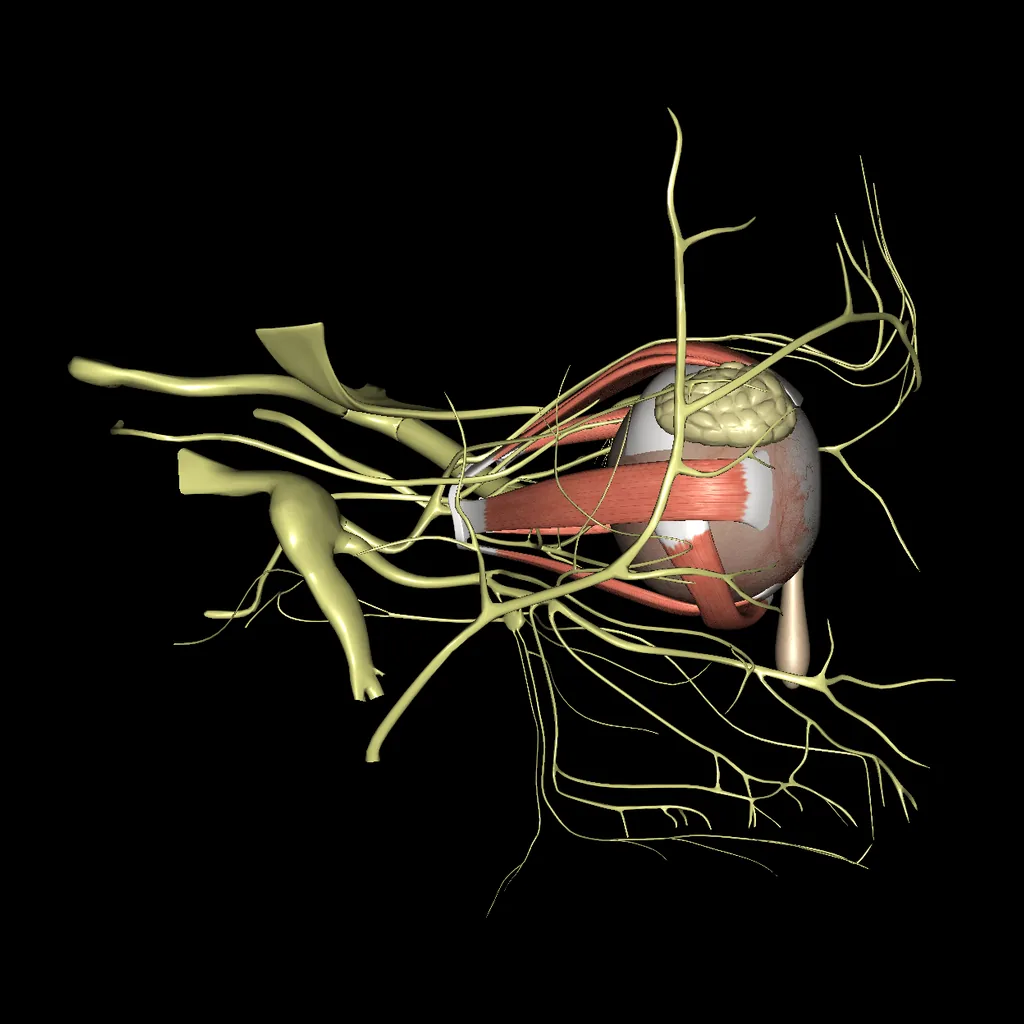 Eye, lateral view
