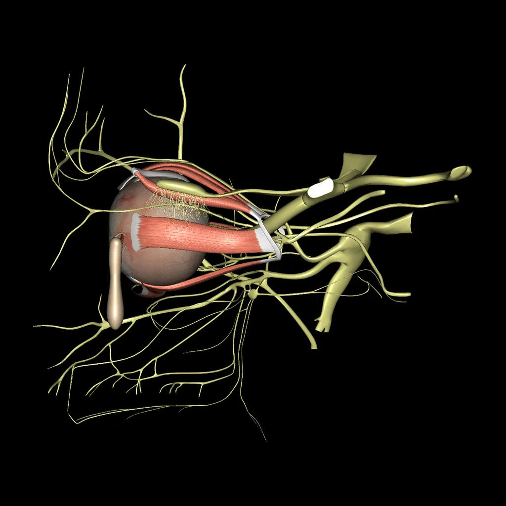Eye, medial view