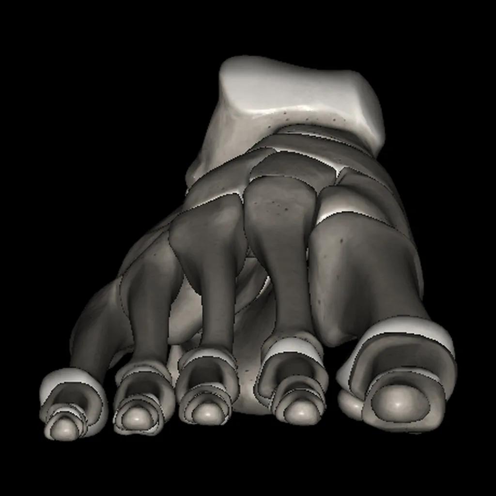 Foot (Bones), anterior view
