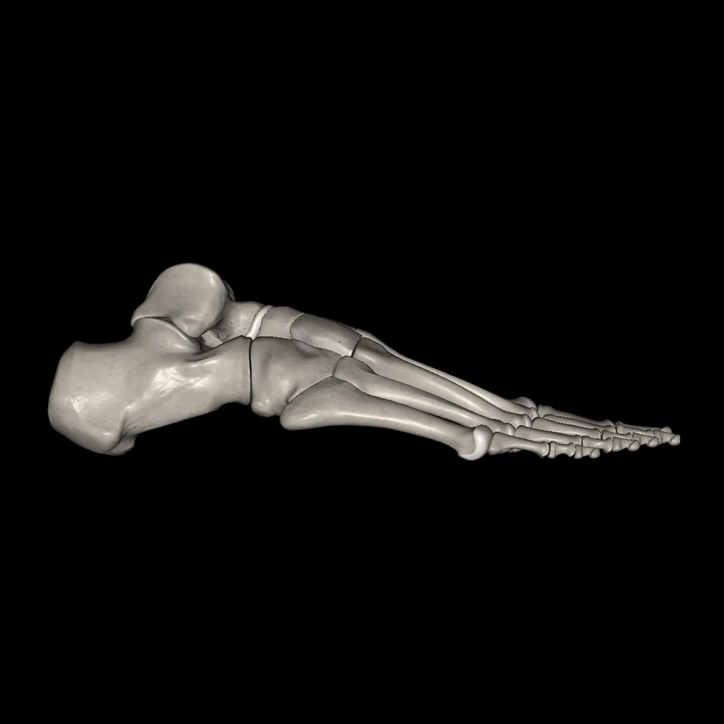 Foot (Bones), lateral view