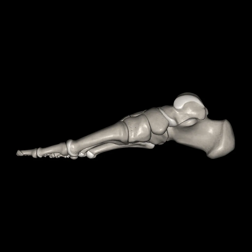 Foot (Bones), medial view