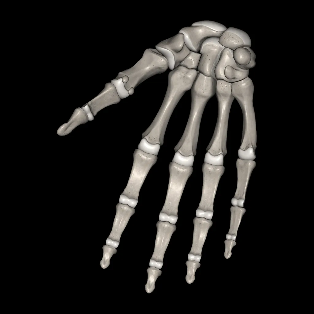 Hand (Bones), anterior view