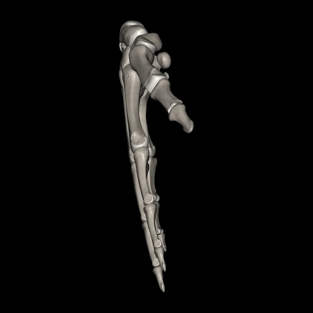 Hand (Bones), lateral view