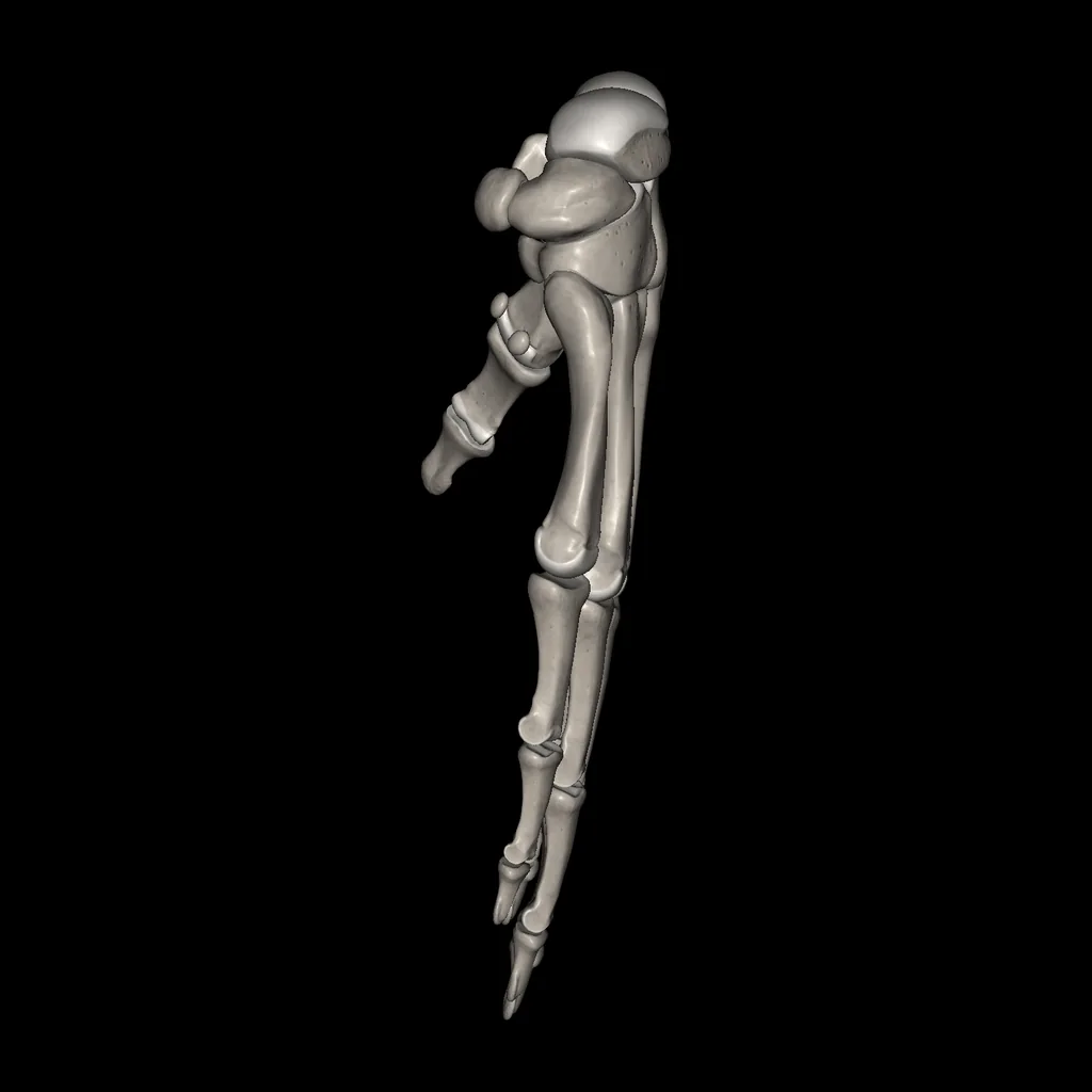 Hand (Bones), medial view