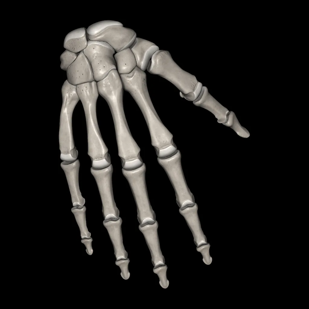 Hand (Bones), posterior view