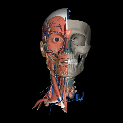 Head (All Systems), anterior view