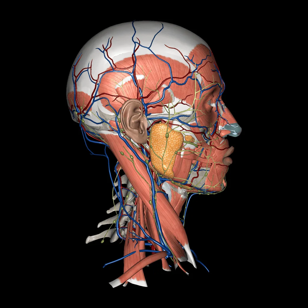 Head (All Systems), lateral view