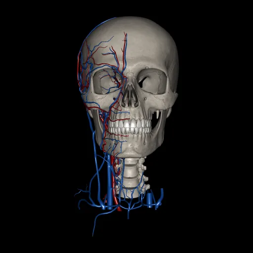 Head (Arteries and Veins), anterior view