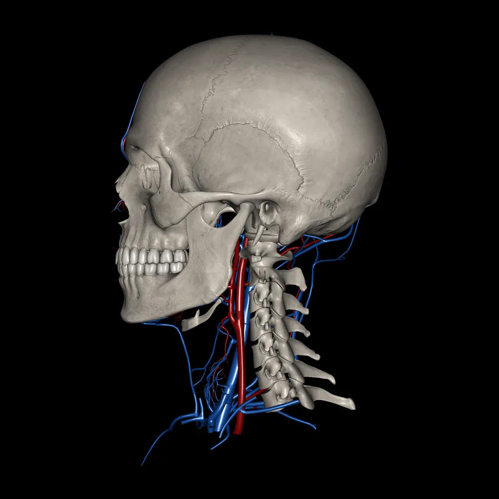Head (Arteries and Veins), medial view