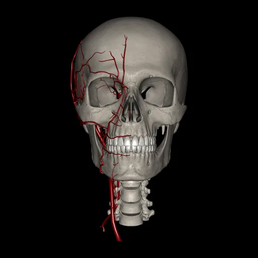 Head (Arteries), anterior view