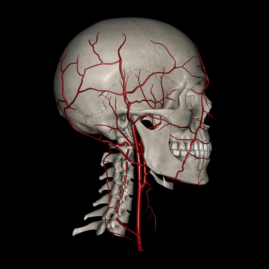 Head (Arteries), lateral view