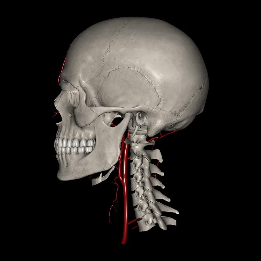 Head (Arteries), medial view