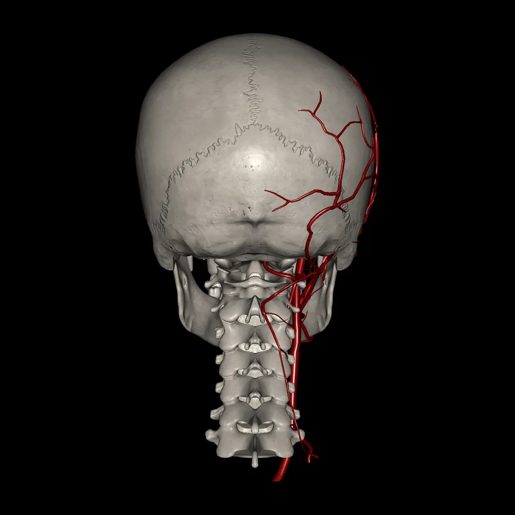 Head (Arteries), posterior view