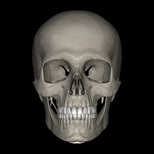 Head (Ligaments and bones), anterior view